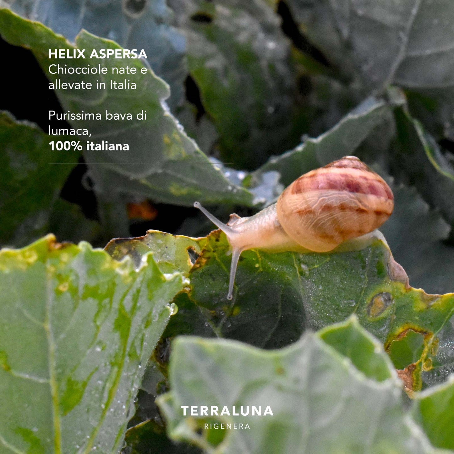 hiocciola Helix Aspersa per produzione bava di lumaca 100% italiana Terraluna