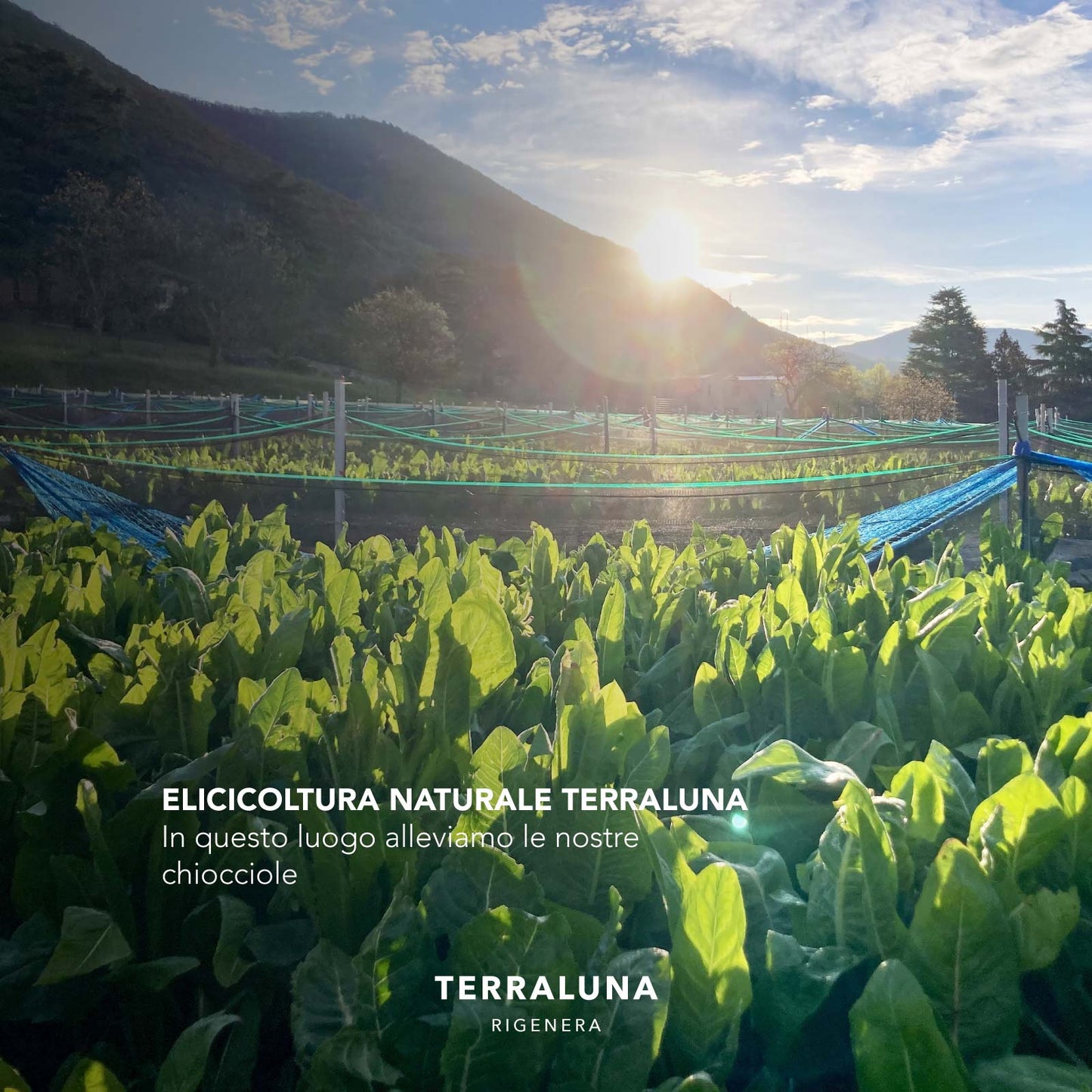Campo di elicicoltura naturale Terraluna per l'allevamento delle chiocciole Helix Aspersa in Italia