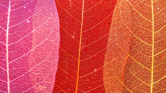 Riscopri la bellezza naturale dell'autunno