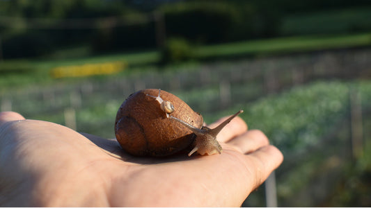 Chiocciola allevata all’aperto per la produzione di bava di lumaca naturale Terraluna