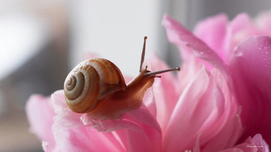 Chiocciola su petalo di rosa - Evidenza della bava di lumaca naturale come ingrediente cosmetico